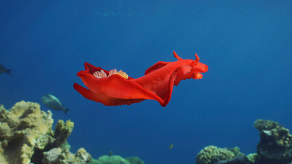 Bright red Sea Slug swims in blue sea in sunrays on daytime. Spanish Dancer Nudibranch (Hexabranchus sanguineus) floats over coral reef in sunburst, Red sea, Egypt