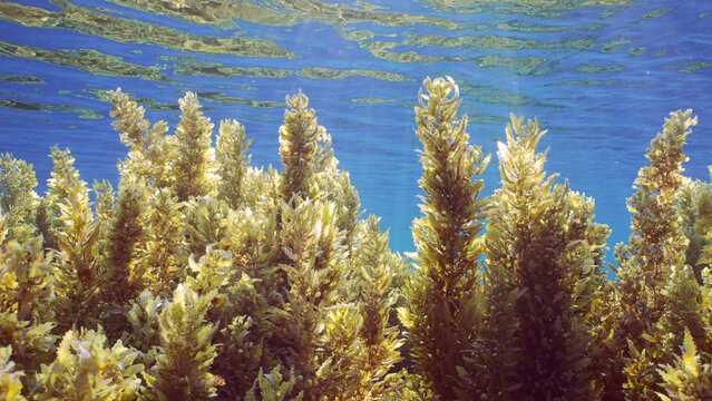Close up of Seaweed Brown Sargassum in shallow water on blue water background in bright sunny day on sunbeams, Backlighting (Contre-jour) Red sea, Egypt
