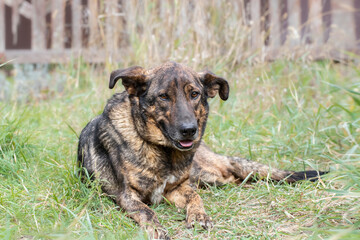 Dog in the grass.Cute dog lying in the green grass for a walk in the park.Walk with the dog.