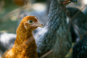 chickens are sitting in a coop in the sunlight.beautiful young chicken walks in the yard.organic farming.animal farm.hen eggs production.funny hen.spotted chicken.
portrait of a chicken close-up.farm
