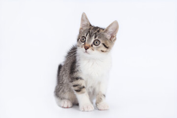 Close up portrait of a cute Kitten.  Tiny Kitten on a light background. Baby cat looks away. Animal background. Tabby. Pets. Baby Kitten posing at camera. Pet care concept. Copy space. World pet day