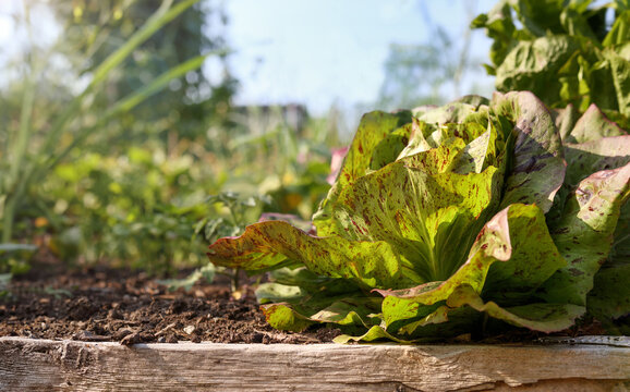 Freckles lettuce in garden on a summer day with defocused vegetables. Mature green and red speckled salad plant.  Organic heirloom salad. Selective focus with defocused flowers and garden foliage.