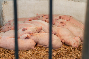 Many piglets sleeping together behind the bars of the pen. Concept of animal cruelty