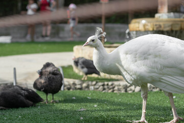 White peacock walking on the grass in a Colombian zoo, with black hens in the background
