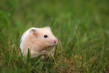 Cute golden hamster (Syrian hamster) in green grass close up