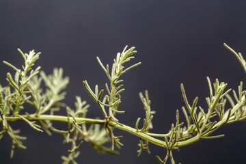 Macro photo of the foliage of a fringed sagebrush, Artemisia frigida