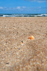 golden sand with seashells against the background of blue sky and sea waves