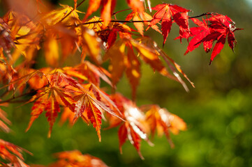 colorful autumn leaves. natural background