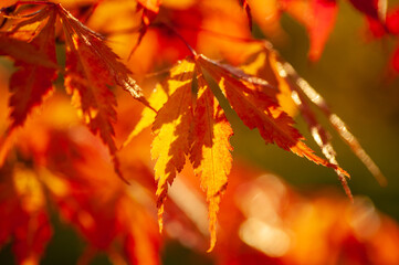 colorful autumn leaves. natural background