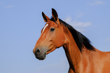 Fototapeta premium Portrait of Beautiful Brown horse is in corral farm on blue sky background. Animal care. Reddish-brown or Bay color Purebred horse with black mane. 