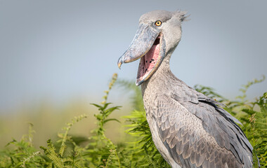Yawning Shoebill Mabamba Wetlands Entebbe Uganda.