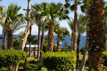 Fototapeta premium Tropical view palm trees sea holidays and travel summer all year round Advertising for travel