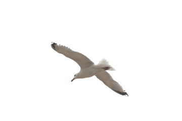 flying gull  (Larus argentatus)