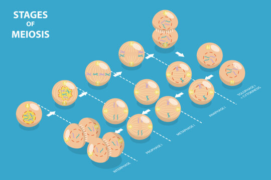 3D Isometric Flat Vector Conceptual Illustration of Stages Of Meiosis, Educational Diagram