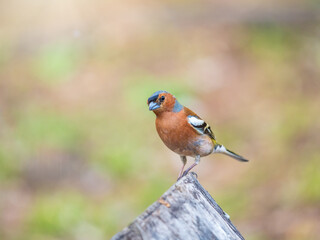 Common chaffinch, Fringilla coelebs, sits on a tree. Common chaffinch in wildlife.