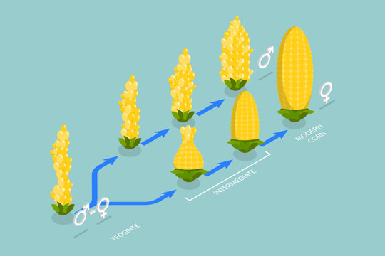 3D Isometric Flat Vector Conceptual Illustration of Artificial Selection, Genetic Engineering