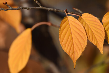 Orange leaves on a tree branch in autumn. Beautiful background of leaves.