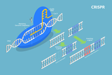 3D Isometric Flat Vector Conceptual Illustration of CRISPR, Artificial Genome Editing - obrazy, fototapety, plakaty