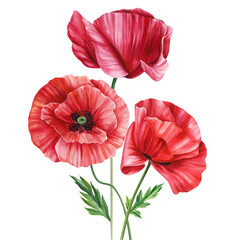 Red flowers. Poppy, buds and leaves on white background, watercolor illustration, floral clipart