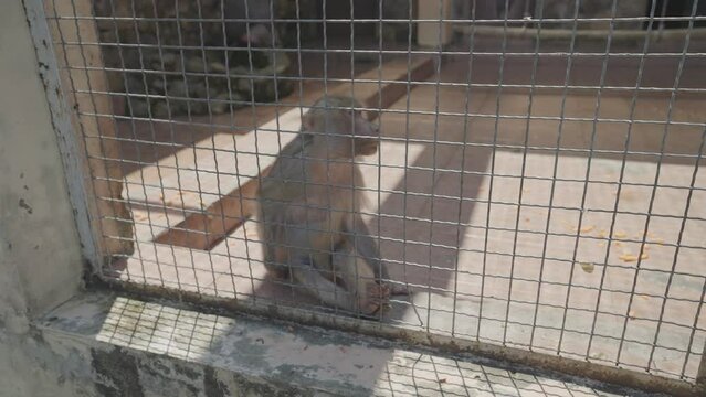 Sad female baboon monkey in the cage at zoo 