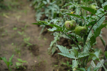 Tomato diseases. The care and protection. Bordeaux mixture or Bordo Mix on the tomato leaves. Copy space.