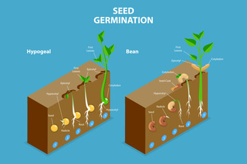 3D Isometric Flat Vector Conceptual Illustration of Seed Germination, Growing Plant - obrazy, fototapety, plakaty