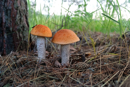 two orange-cap boletus grow in forest, abstract natural background. edible fresh Leccinum aurantiacum mushrooms, know red-capped scaber stalk. harvest season, picking fungi. wild nature concept