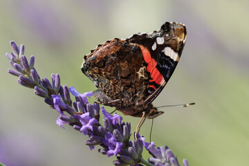 vulcain (vanessa atalanta)