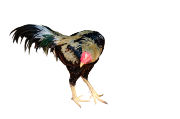 A rooster, a bird with a beautiful multicolored plumage. Isolated.
