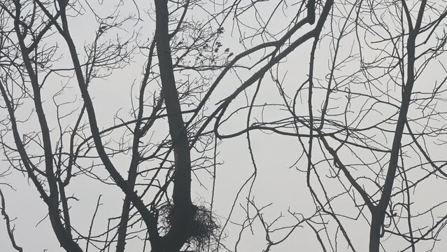 Mumbai , India - 15 &lrm;March 2023 ,  Due to the terrible fire the leaves of the tree and the bird's nest were also burnt at Appa pada slum Malad East in Mumbai Maharashtra India..  ..