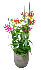 Isolated potted flame lily flower