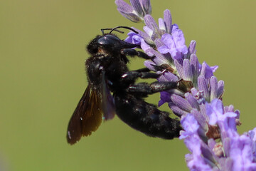 Xylocope violet (Xylocopa violacea)