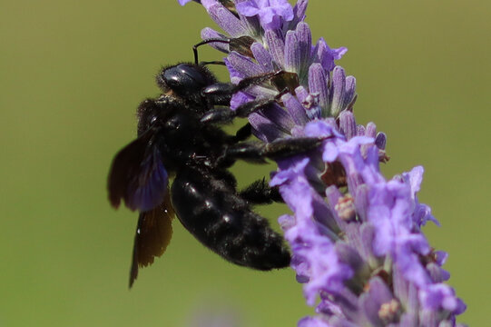 Xylocope violet (Xylocopa violacea)