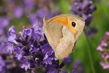 Myrtil (Maniola jurtina)