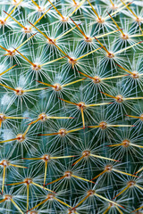 cactus texture macro,Cactus needles close-up, green succulent close-up, virid cactus texture, lawny natural background, detailed cactus texture close-up, cactus needles on a green background, verdant 