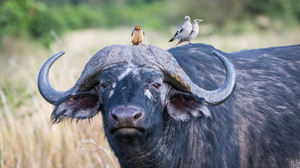 Cape Buffalo