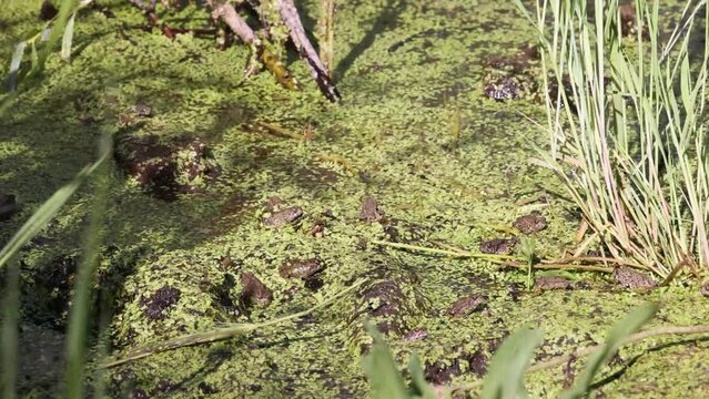 Many tiny western toadlets sitting in a muddy puddle filled with duckweed. Time lapse