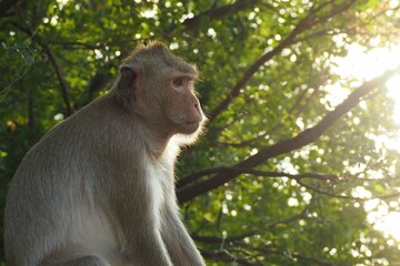 In Chonburi, Thailand, a monkey silhouette is seen with an orange background as the sun sets.