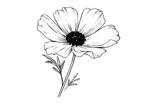 Isolated cosmea vector illustration element. Black and white engraving style ink art.
