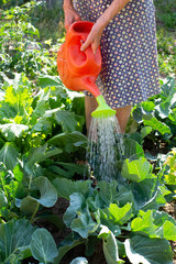 Woman watering a cabbage on garden bed with watering can in garden © Alusha