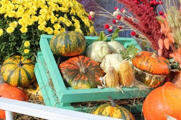 Colorful organic pumpkin in wooden box on agricultural fair. Harvesting autumn time concept. Garden...
