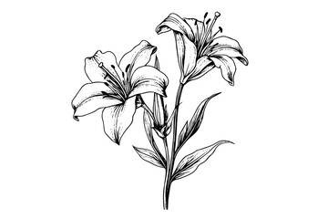 Monochrome black and white bouquet lily isolated on white background. Hand-drawn vector illsutration.