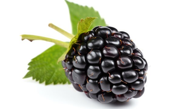 Fresh blackberry fruit with stem isolated on white background, Generative AI