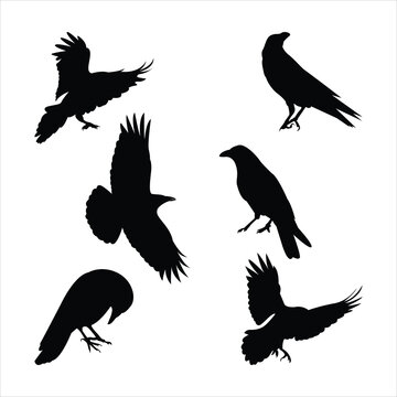Collection of Crow silhouettes