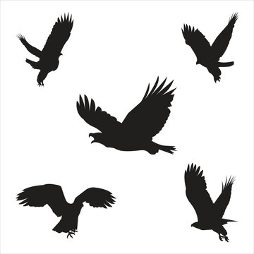 Set of Eagle silhouettes