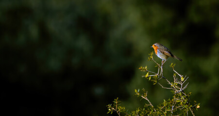 Little robin on green oak leaves in open field