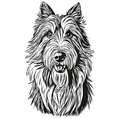 Bearded Collie dog pet sketch illustration, black and white engraving vector character dog illustration