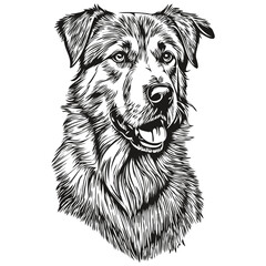 Anatolian Shepherd dog vector graphics, hand drawn pencil animal line illustration