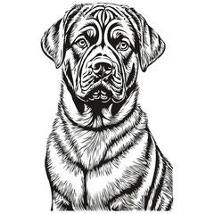 Neapolitan Mastiff dog pet sketch illustration, black and white engraving vector