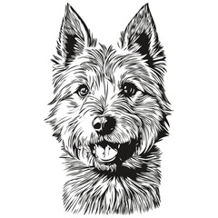 Norwich Terrier dog pet sketch illustration, black and white engraving vector sketch drawing